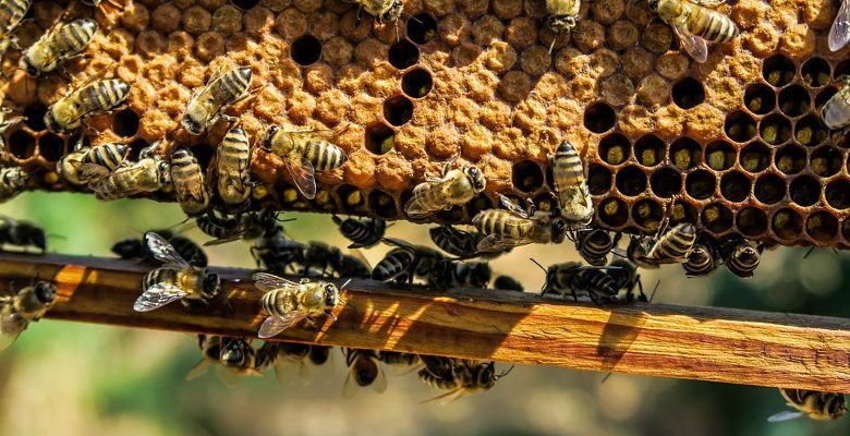 Apiculture urbaine : conseils pour réussir la récolte de miel en entreprise