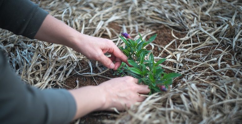 Les missions du pépiniériste et son accompagnement dans l’entretien du jardin